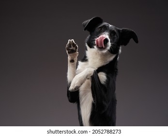 The Dog Sticks Out Tongue . Happy Border Collie On A Grey Background In Studio. 