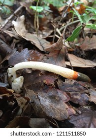 Dog Stinkhorn -  Mutinus Caninus