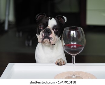 Dog stock photo, Doggy pic, Boston terrier image, Funny dog photo, Black and white dog, Cute funny boston terrier dog posing with a glass of wine - Stop alcoholism, drugs and addiction, Terrier photo