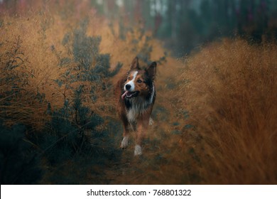 Dog Is Stolen Across The Field