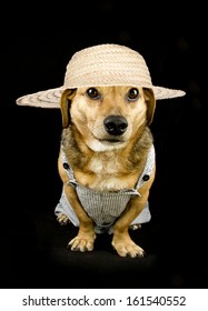 straw hats for dogs