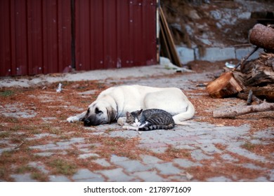 Dog And Stray Tabby Cat Lying Together Friendly On The Ground.