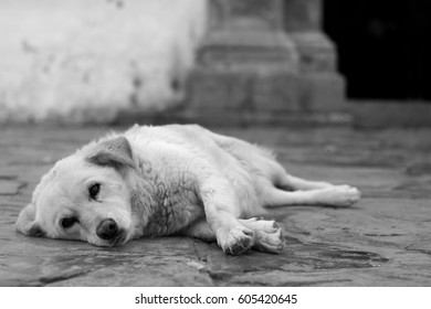 Dog in the street - Shutterstock ID 605420645