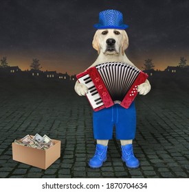 A Dog Street Musician In A Blue Hat, Shorts And Shoes Plays The Accordion On The Street At Night.