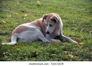 The Dog Stretch Out On Grass