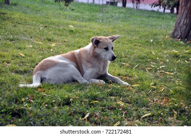 The Dog Stretch Out On Grass