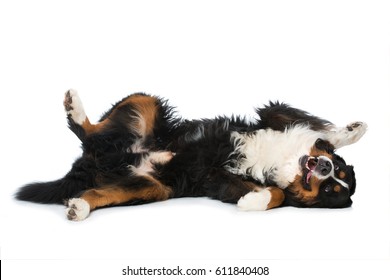 Dog stretching legs off