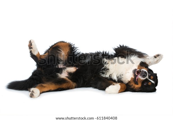 Dog Stretching Legs Off Stock Photo (Edit Now) 611840408