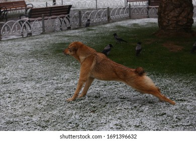 Dog Stretching In A Snowy Weather