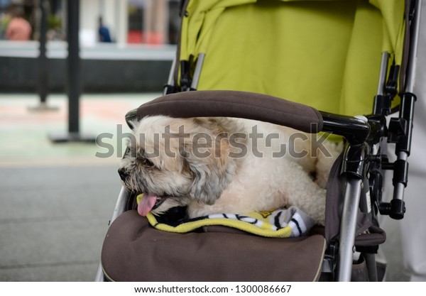 The dog in\
strollers