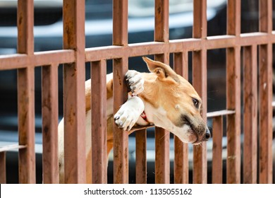 Dog Stuck At The Door