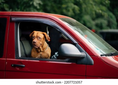 The Dog Stuck Its Head Out Of The Car Window