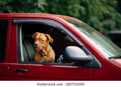 The Dog Stuck Its Head Out Of The Car Window