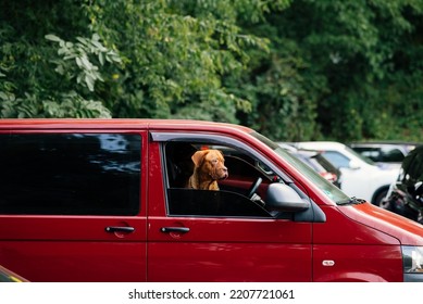 The Dog Stuck Its Head Out Of The Car Window