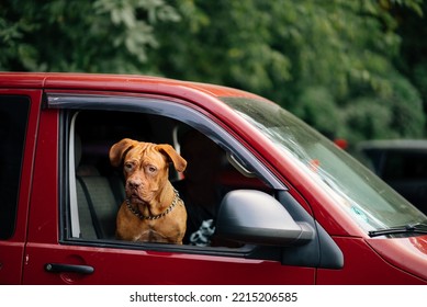 The Dog Stuck Its Head Out Of The Car Window