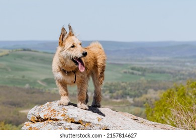 The dog stuck out his tongue from the heat, the dog was tired of running in the mountains, a pet, a red dog. A pet in a collar. High quality photo
