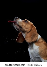 the dog stuck out its tongue. Funny Beagle on black background