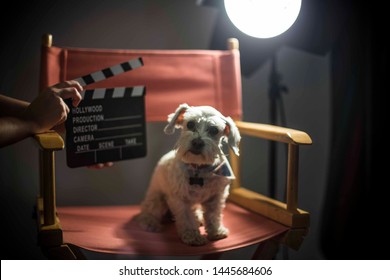 Dog In Studio Chair Director