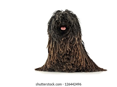 Dog In Studio, Puli