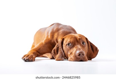 Dog studio shot. Ginger Hungarian vizsla lying down with sad face. Sad brown dog lies down on the white background. Pet portrait. - Powered by Shutterstock