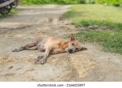 A dog suffering from demodectic mange lies on a dirt provincial road.
