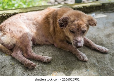 A dog suffering from demodectic mange lies on the concrete floor. - Shutterstock ID 2166025901