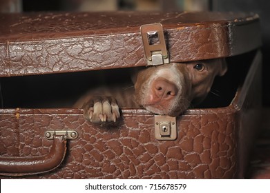 A Dog In A Suitcase