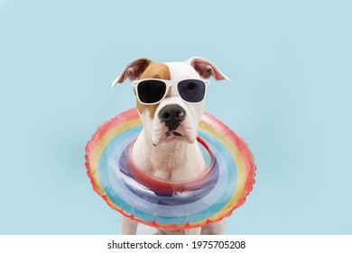 Dog summer. American Staffordshire inside a rainbow inflatable swimming pool ring. Isolated on blue background