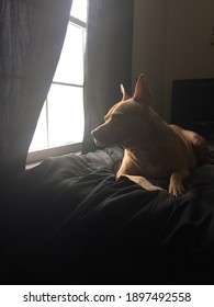 Dog Sun Bathing By Window