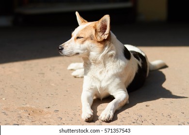 Dog Sunbathing, Jack Russell Terrier