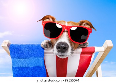 dog sunbathing on a deck chair