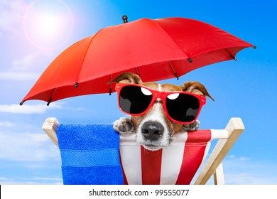 Dog Sunbathing On A Deck Chair