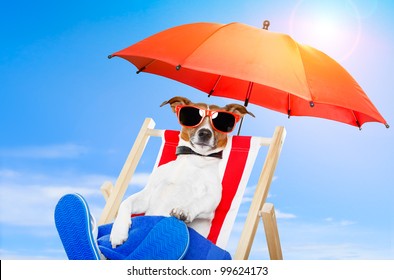 Dog Sunbathing On A Deck Chair