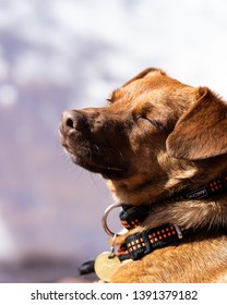 Dog Sunbathing Pleasure Chlill Snow