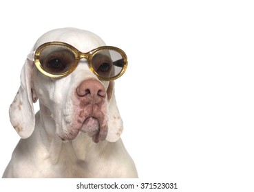 Dog With Sunglasses