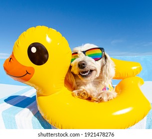 dog with sunglasses and floating ring