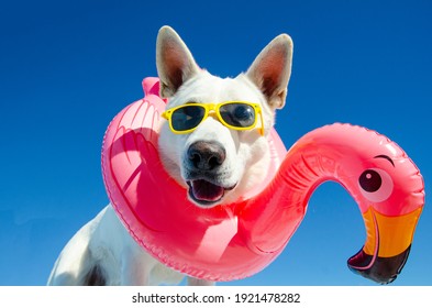 dog with sunglasses and floating ring
