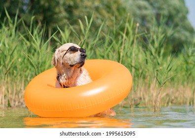 A Dog In Sunglasses And An Inflatable Ring Sits On The Bank Of The River. Funny Summer Photo With A Pet. Golden Retriever Swims In The Lake With An Inflatable Ring.