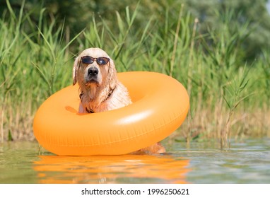 A dog in sunglasses and an inflatable ring sits on the bank of the river. Funny summer photo with a pet. Golden Retriever swims in the lake with an inflatable ring.