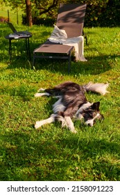 A dog in sunglasses lies on a sunbed in the garden.  We have a laptop next to us.  Work from home, summer, lifestyle.  Green beautiful garden, country life.  Borden collie gray color.  Hot day.
