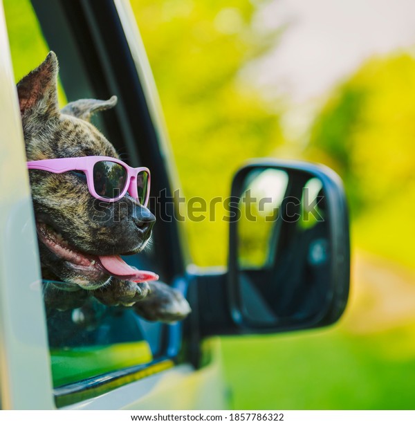 dog in\
sunglasses looks out of the car\
window