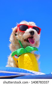 Dog With Sunglasses On The Beach