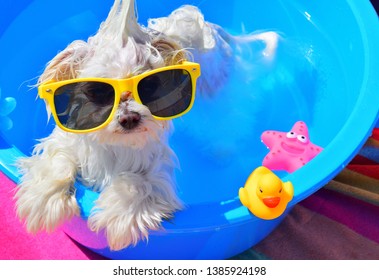 20,388 Dog Pool Images, Stock Photos & Vectors | Shutterstock