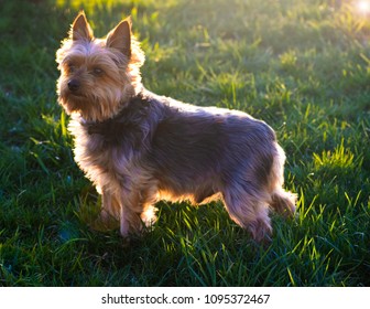 Dog in Sunlight