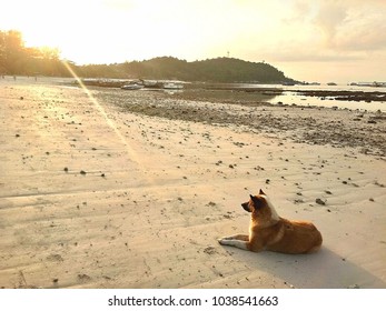 Dog and sunset