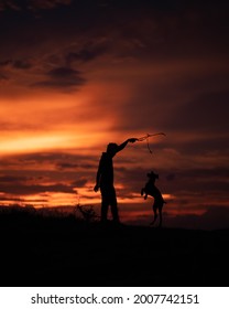 Dog And Dog Sunset Silhouette