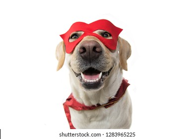 DOG SUPER HERO COSTUME. LABRADOR CLOSE-UP WEARING A RED MASK AND A CAPE.  CARNIVAL OR HALLOWEEN. ISOLATED STUDIO SHOT AGAINST WHITE BACKGROUND.