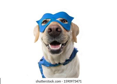 DOG SUPER HERO COSTUME. LABRADOR CLOSE-UP WEARING A BLUE MASK AND A CAPE.  CARNIVAL OR HALLOWEEN. ISOLATED ON  WHITE BACKGROUND.