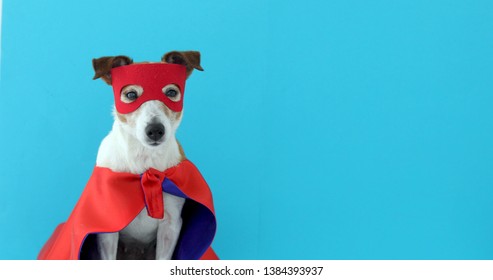 Dog Super Hero Costume. Little Jack Russell Wearing A Red Mask For Carnival Party Isolated Blue Background