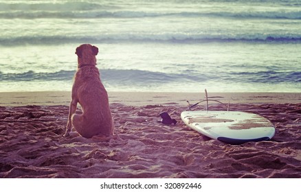 Dog And Surfboard On The Beach At Sunset